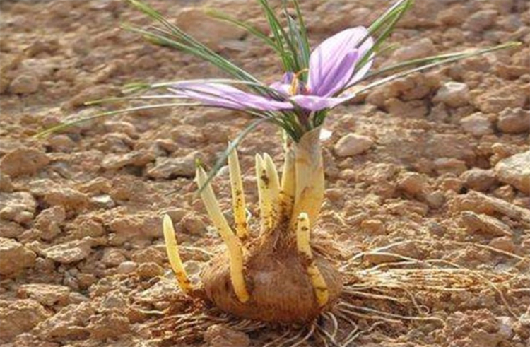 藏红花种植方法与时间（藏红花的正确种植方法分享）