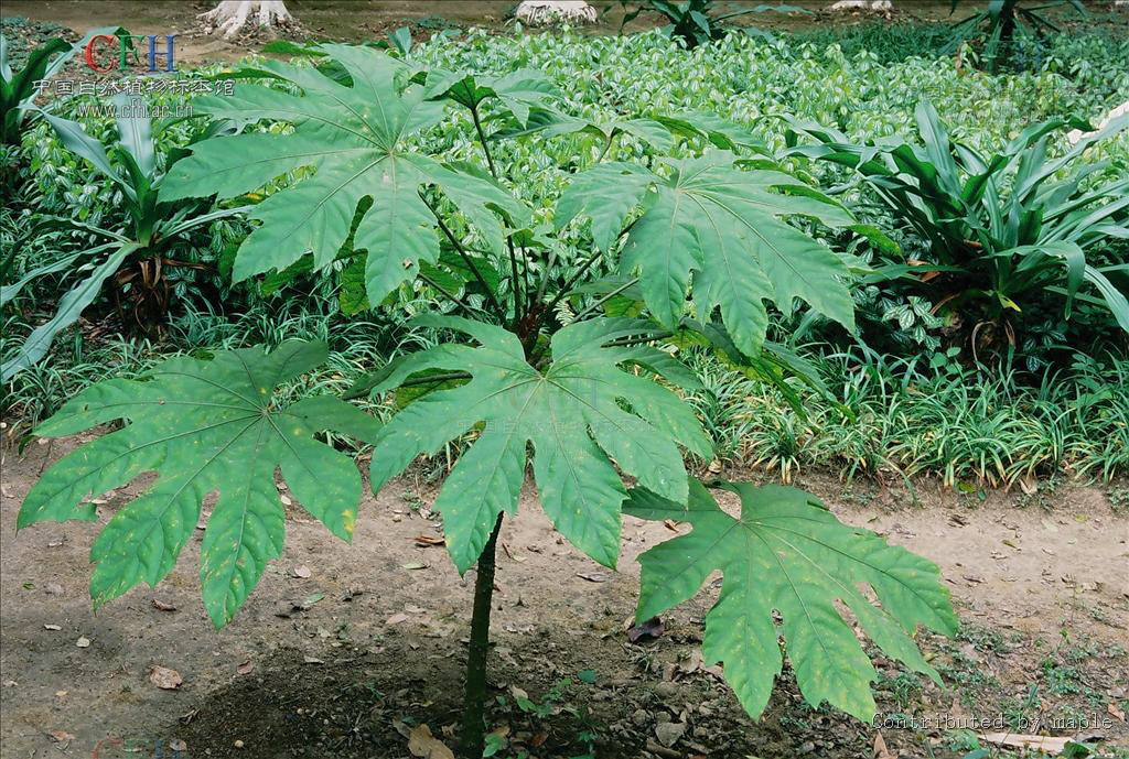 梗通草与通草的区别通草的药效