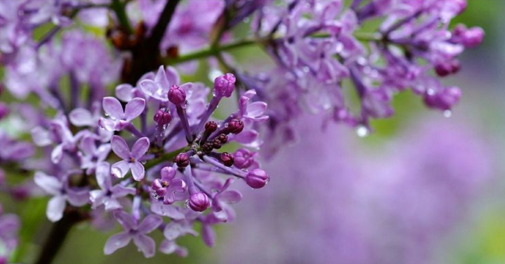 丁香花什么颜色(丁香花开满城香，十首丁香花的古诗词，绽满枝头，如霞如烟)