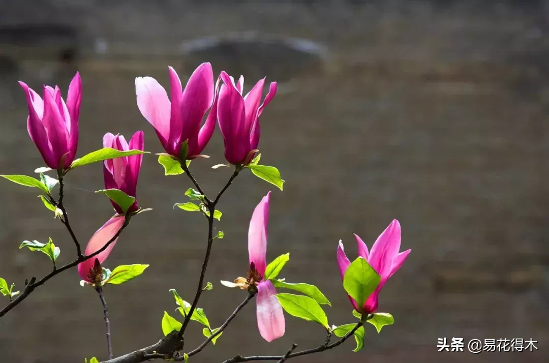 辛是什么味道（辛夷花的名字来历和优美诗词赏析）