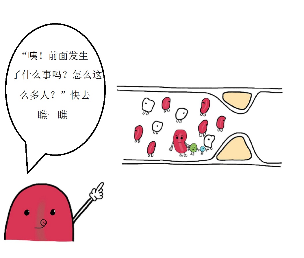 微观视角带您走进“心世界”——来自红细胞的自述