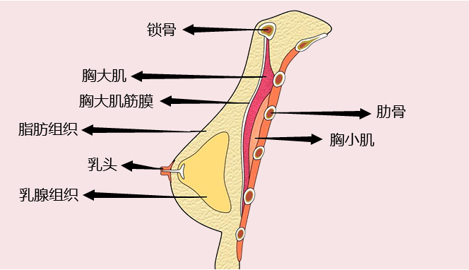 也就是说,男人在还不是男人的时候,就已经拥有了胸部,并且结构和女人