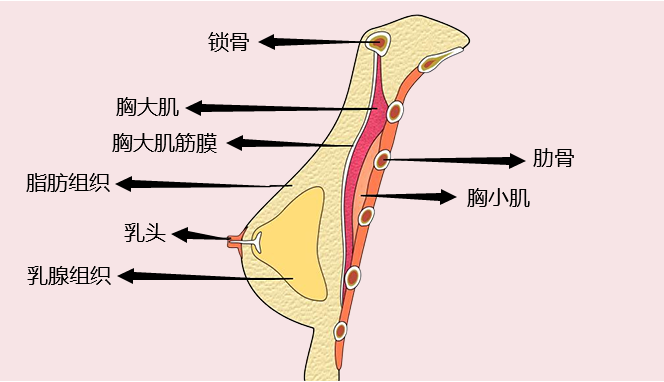 灵魂拷问:男人的胸部,到底有什么用?