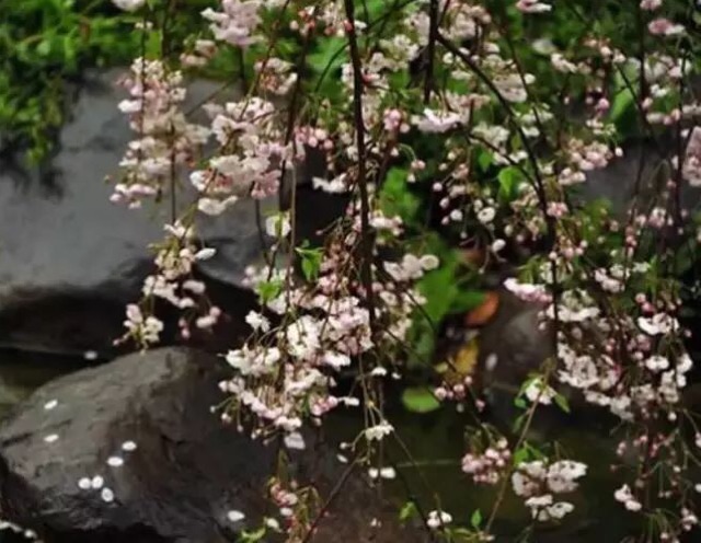 清明雨（新韵）