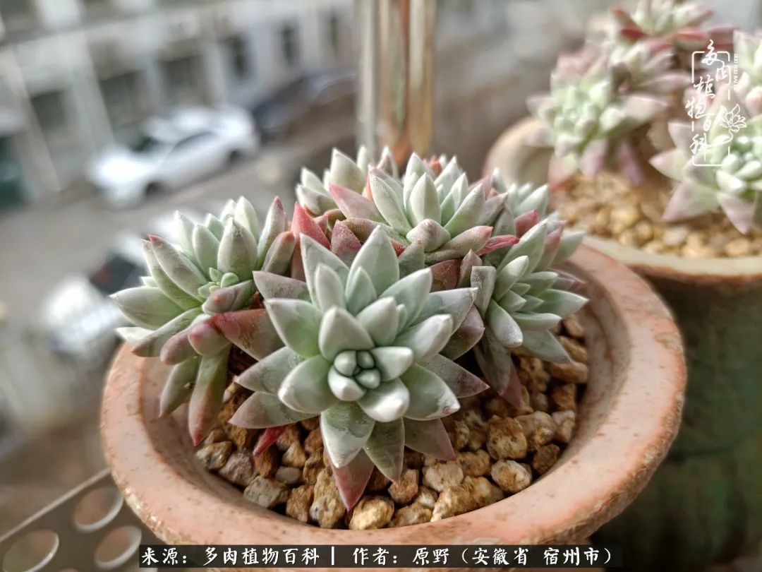 我心观世界：生活与多肉，应无所住而生其心