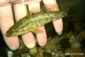 三花五羅十八子七十二雜魚(yú)都有啥（上）