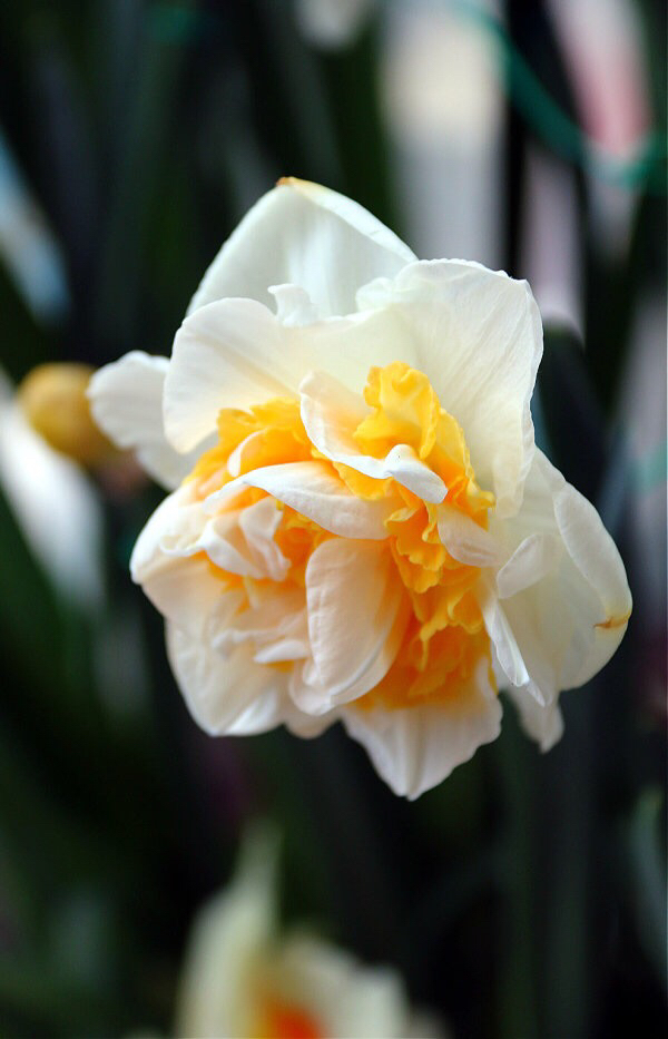 洋水仙～这个春天,洋水仙绝对是你阳台花园的亮点