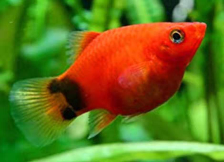 月光鱼图片(和孔雀鱼同样的习性与食性) - 赤虎壹号