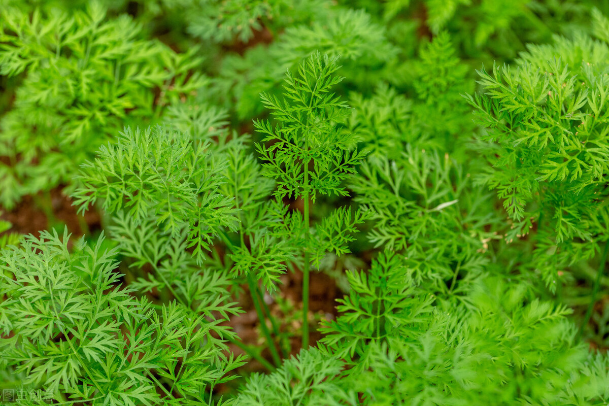 红萝卜种植时间和方法（胡萝卜的种植技巧及防治措施）