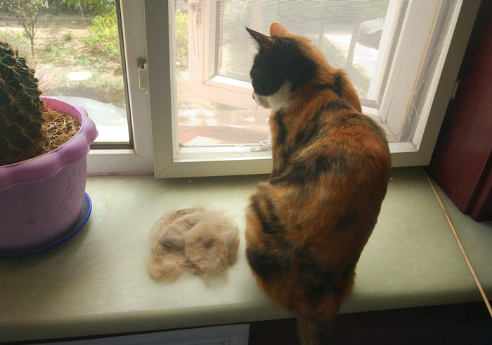 天津医科大学学报（养猫又出幺蛾子）