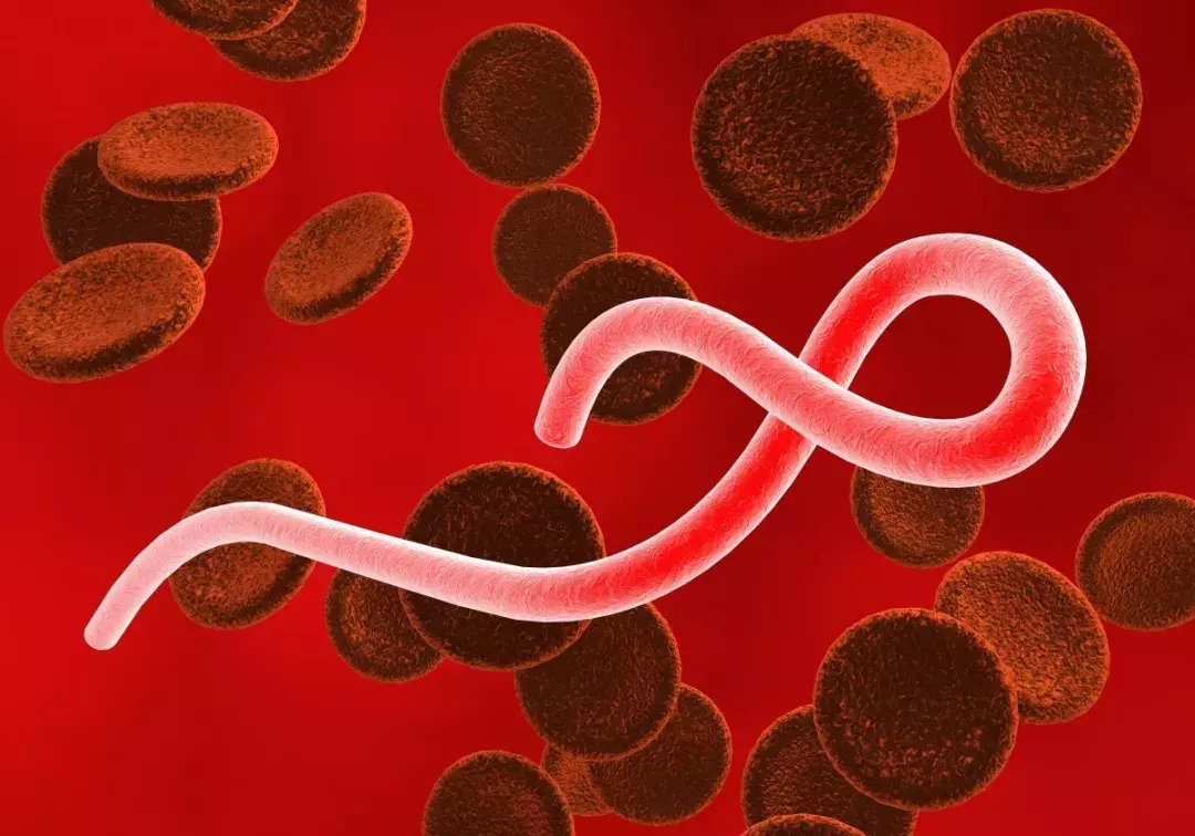 西安一学生因老鼠肆虐致死，老鼠引起的出血热不容小视！