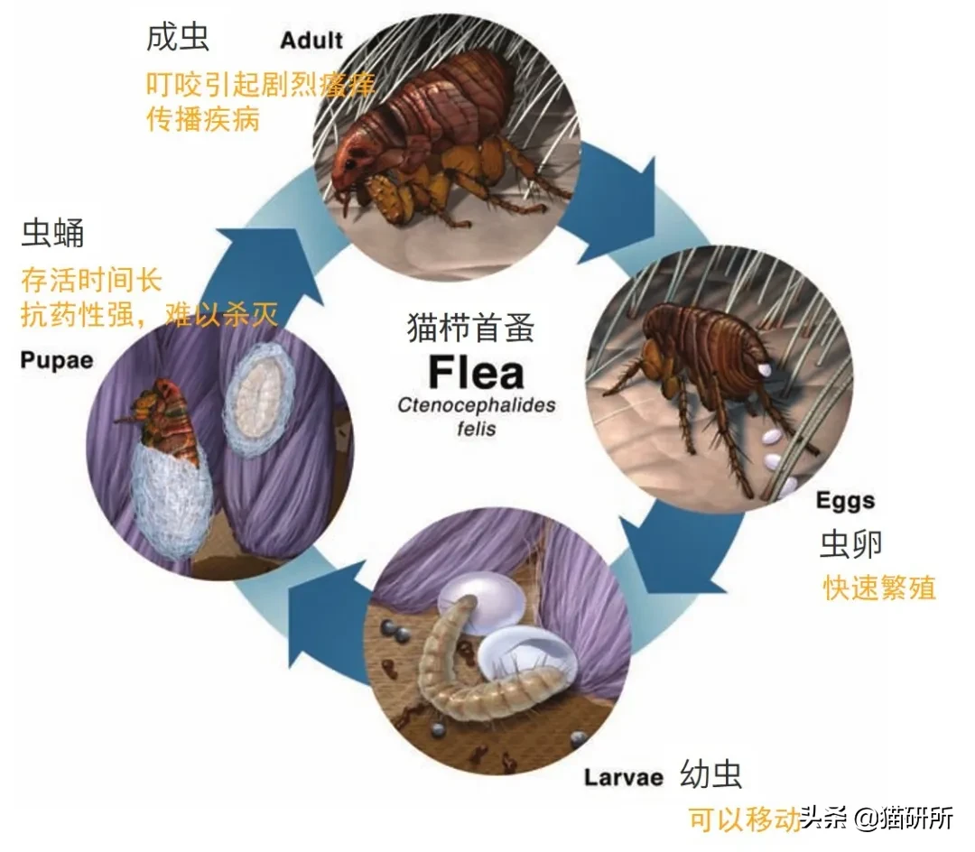 灭跳蚤最有效的方法(消灭99.99%的跳蚤，养宠家庭超实用灭蚤秘籍来了)