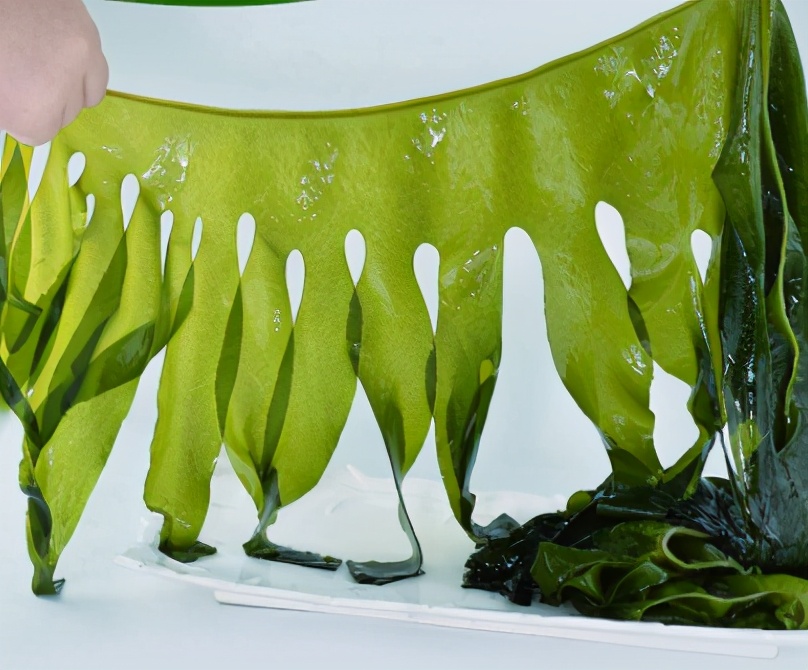 海带跟裙带菜到底有什么区别裙带菜和海带的区别