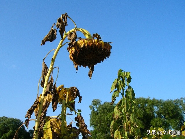 “十二地支”是什么，它们的排序中，其实暗含玄机