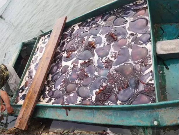 威海海鲜名品推荐：文登海蜇