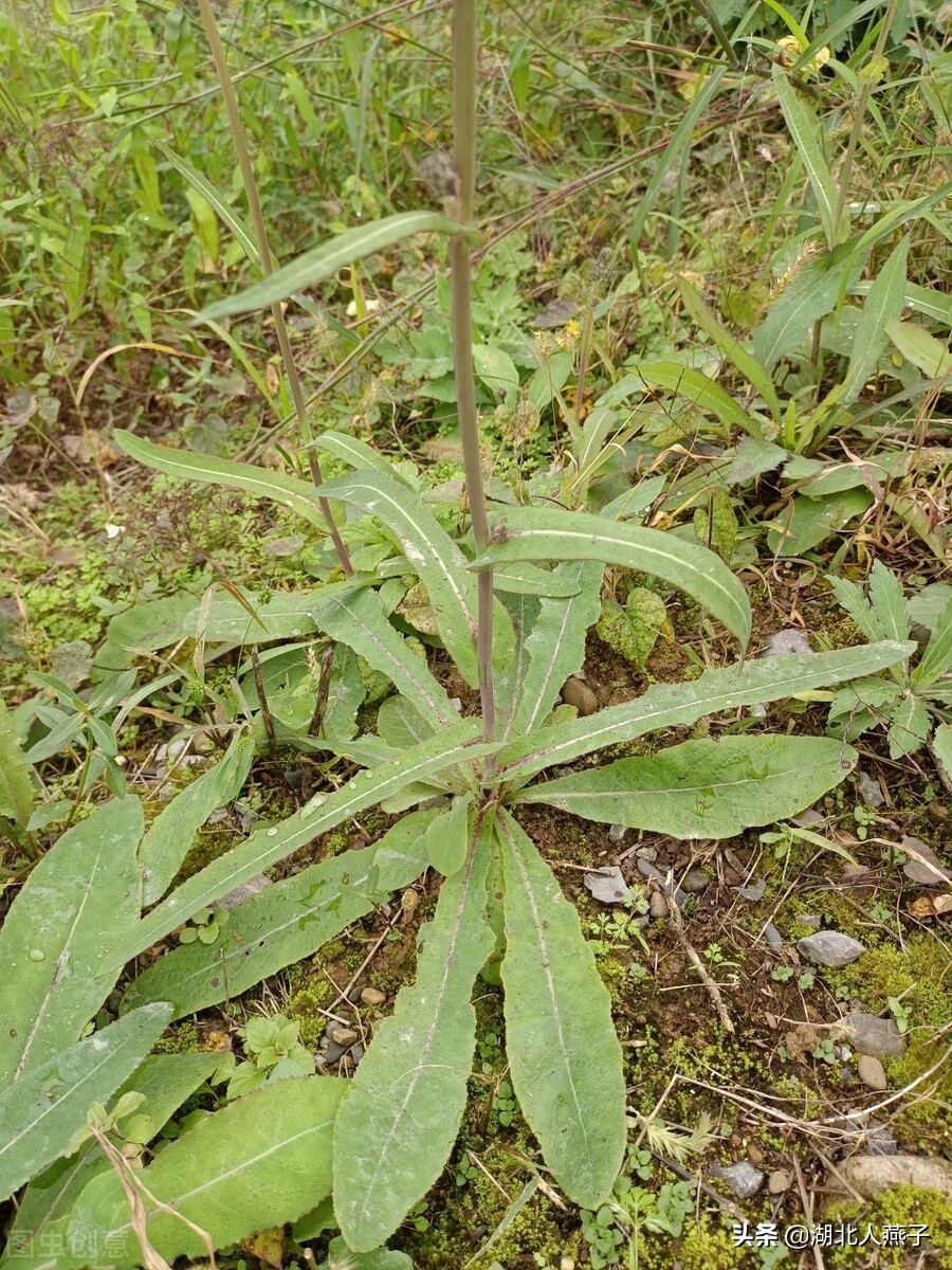 39种野菜图片，教你认识不同的野菜和吃法，你想要的野菜这里都有