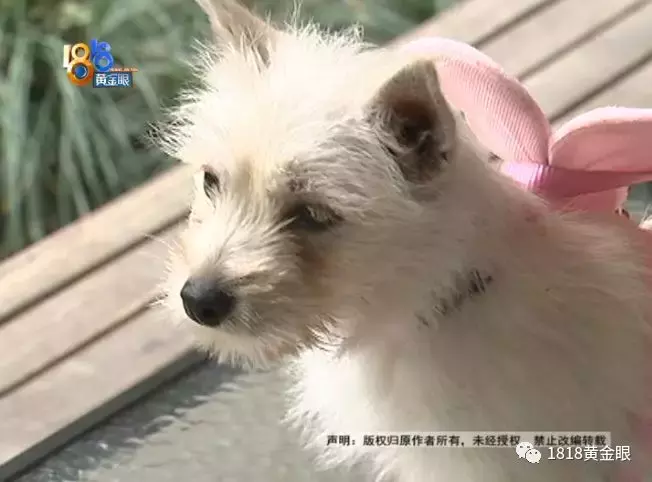 买了公狗收到母狗,卖家说这是“缘分”?