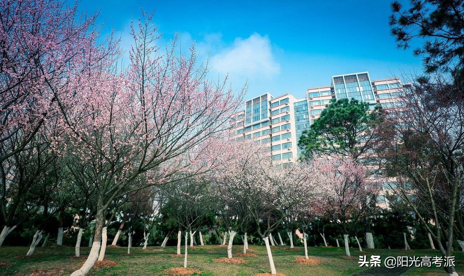 江苏大学、扬州大学实力对比：一眼便知谁更强