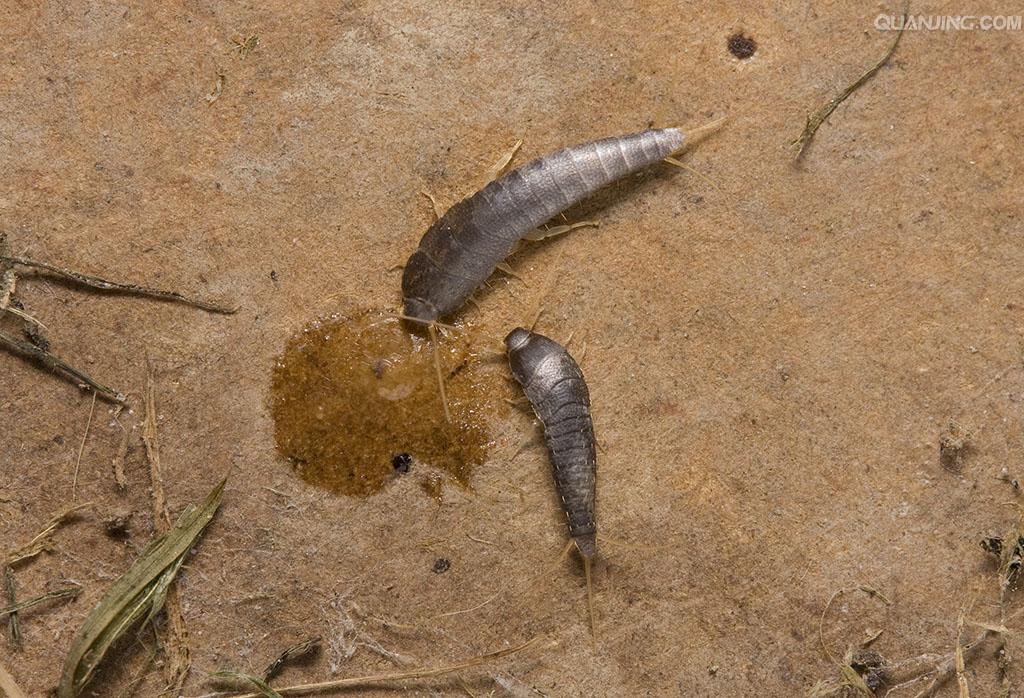 衣鱼(房屋内的虫子之衣鱼,爱啃食书籍,在图书,谷类和衣服中均可发现)