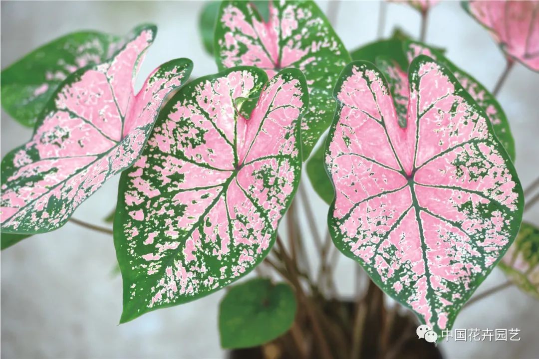 绿植中的调色板——五彩芋