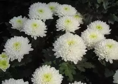 100种花的花语，太全了！ 第119张