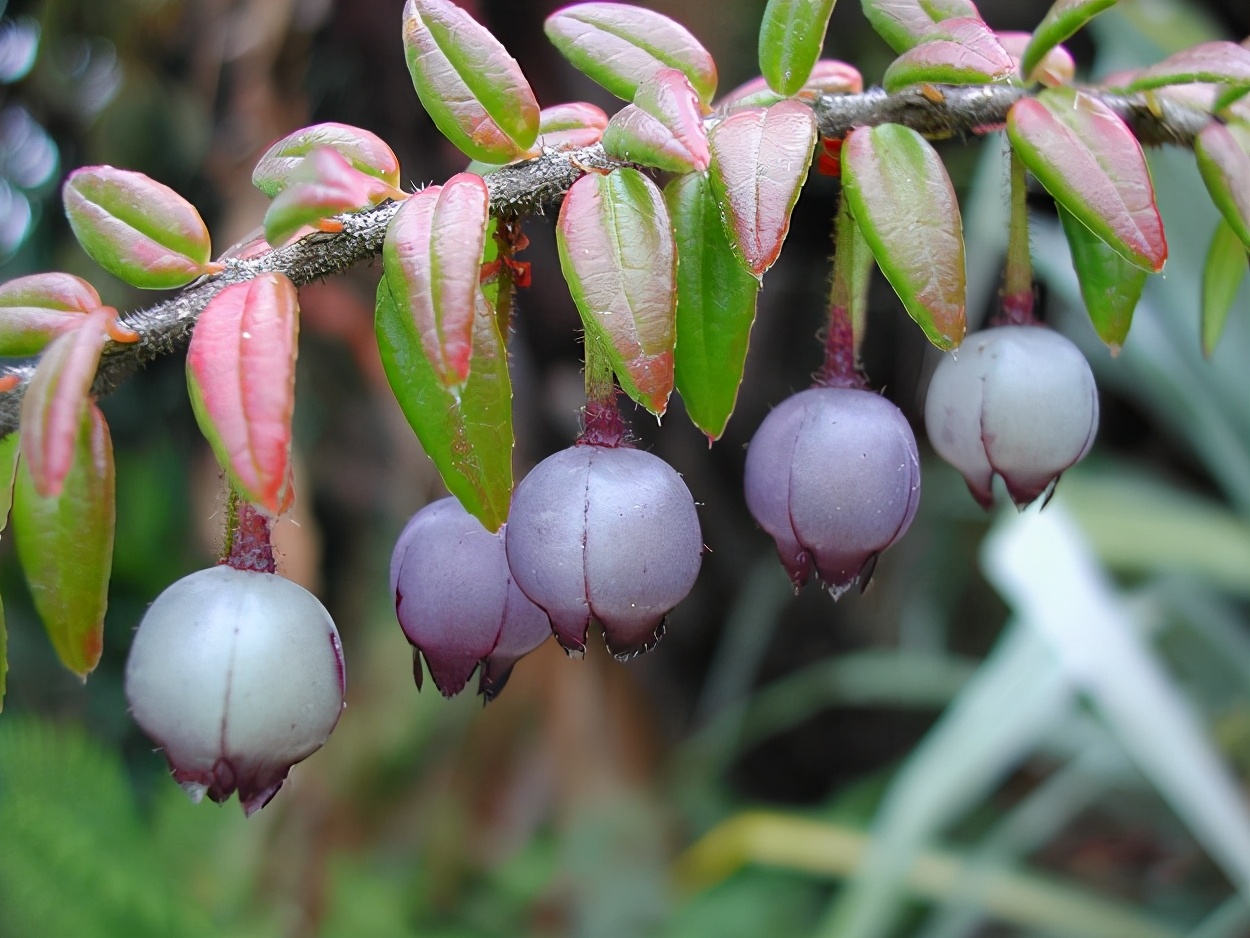 五翅莓开花图片（来自于喜马拉雅山的珍稀花卉五翅莓）