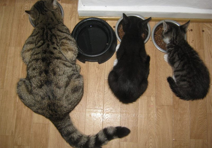 养猫又出幺蛾子，猫咪补锰可别喂动物毛发，注意爱猫肠梗阻