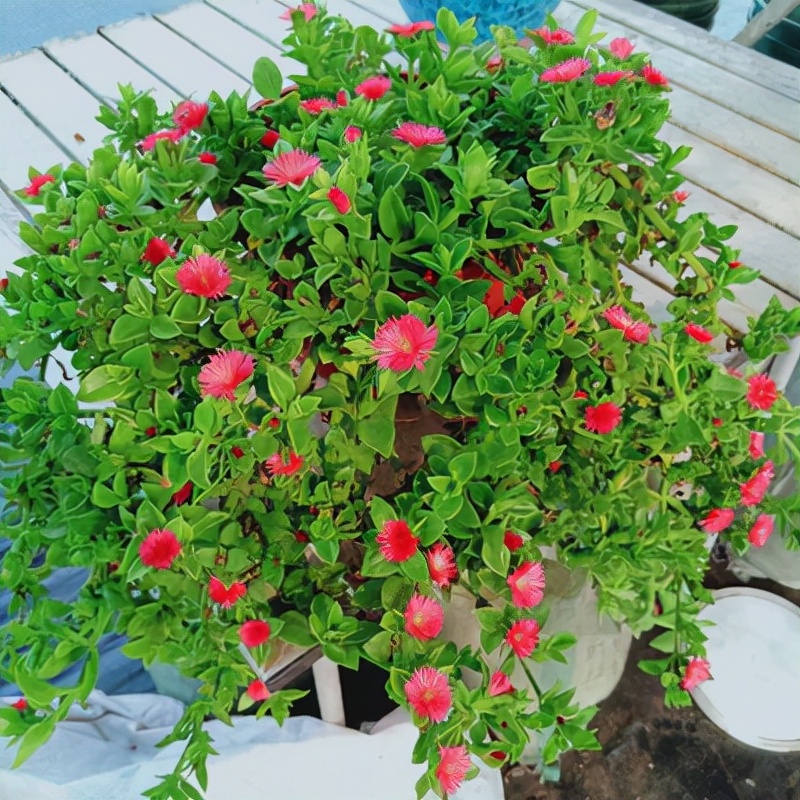 香水柠檬的功效与作用(喜欢养花的女人) - 行就行