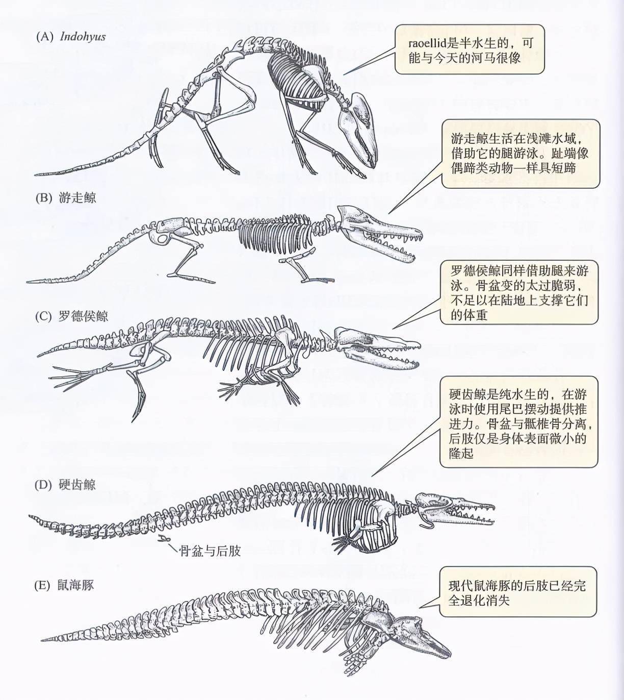 鲸鱼曾是水陆两栖动物？下水5000多万年，为何没进化出腮？