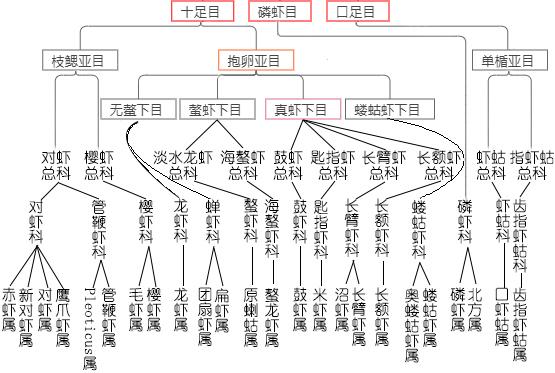 虾的品种有哪几种（如何辨别虾的类别种类）