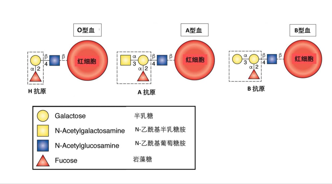 abo血型(abo血型鉴定实验)
