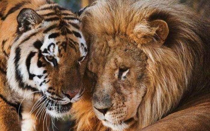 非洲狮大战东北虎,谁会是最后的赢家?