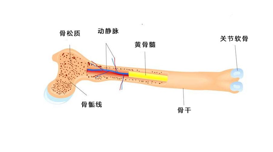 运动有助于孩子增高，但要适当！否则增高不成，反让关节出问题