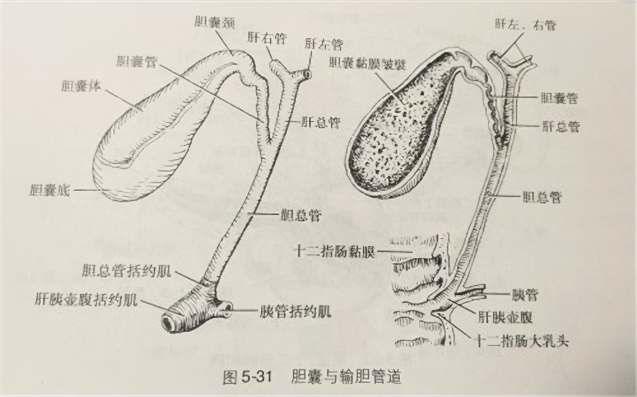 胆囊切除对身体有何影响？后遗症不好受，除非万不得已，别切