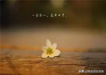 舍 + 得（句句经典）