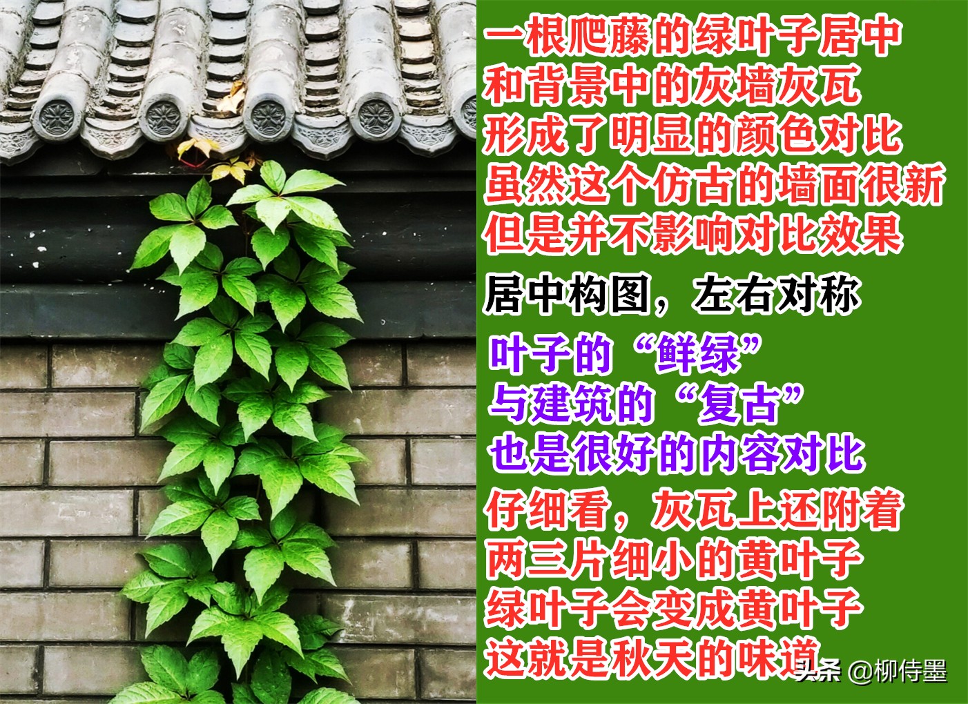 拍摄漂亮的“一叶知秋”，留下秋天的多姿多彩，摄影技巧学起来