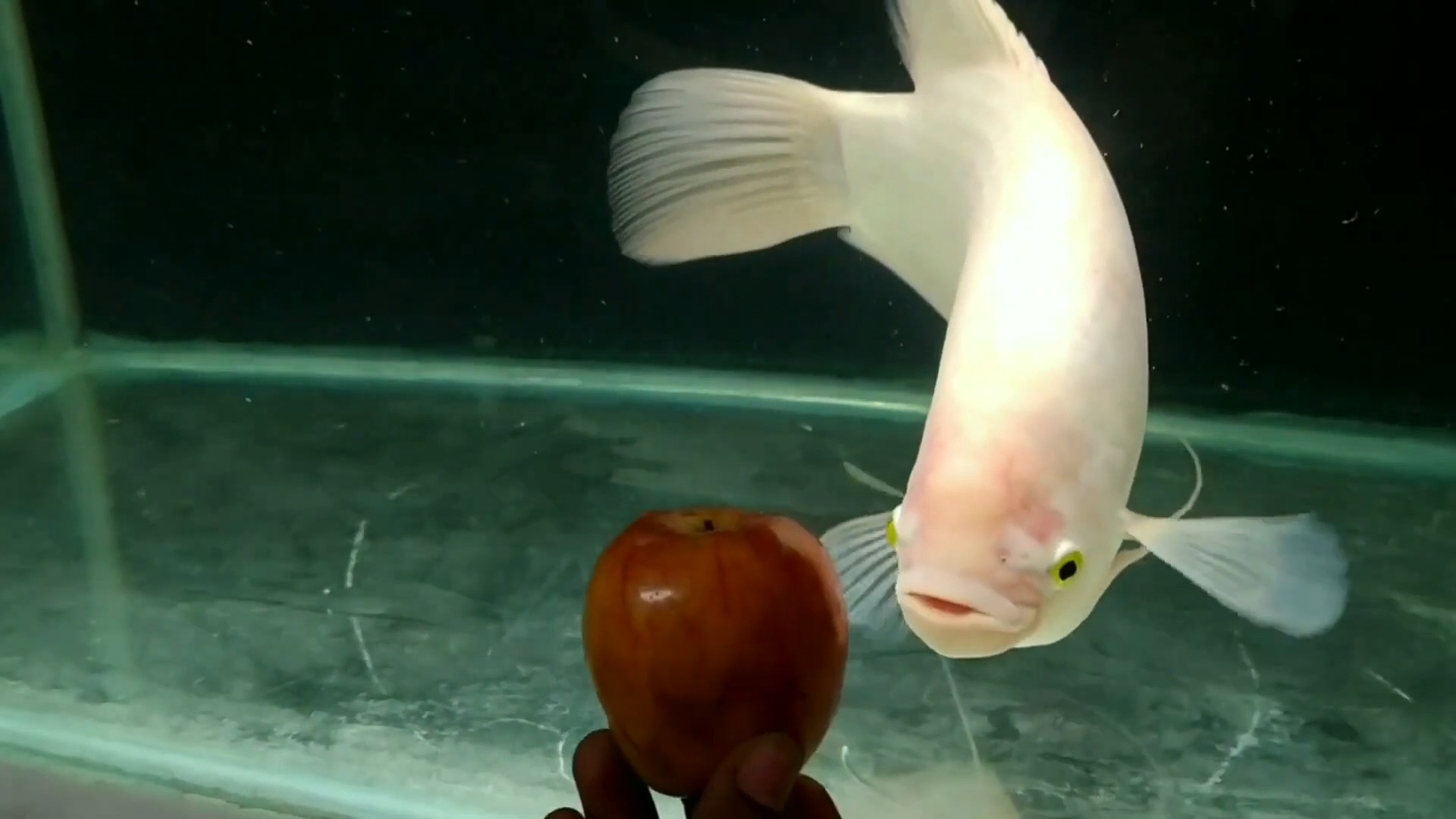 西瓜应该这样吃 吃西瓜也能招财_达一风水网