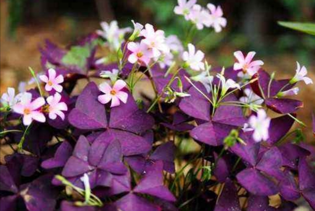 紫色的酢浆草，叶形似“蝴蝶”，随风起舞真美丽