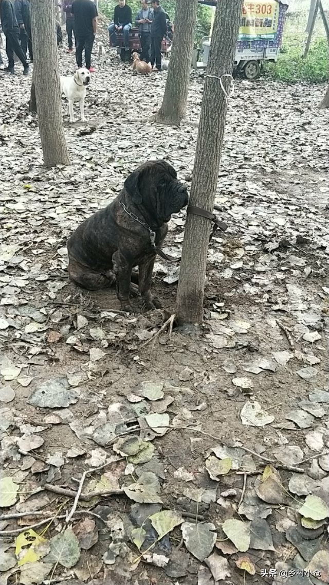 中亚猎狼犬，高狼，东北虎，比特等各种猛犬，农村狗市应有尽有