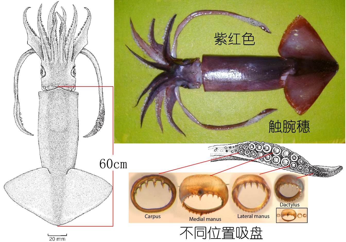 鱿鱼是鱼吗（鱿鱼的种类）