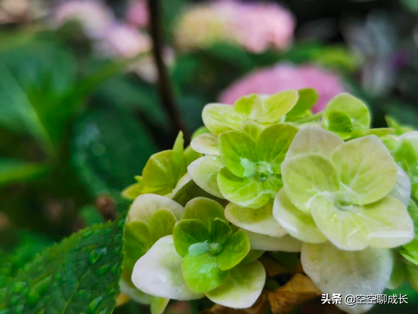 闲暇赏花赋诗以自娱，琐碎日子亦成诗
