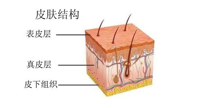 皮肤结构图分为两个部分:导致真皮层衰老的原因,因为真皮层大约百分之
