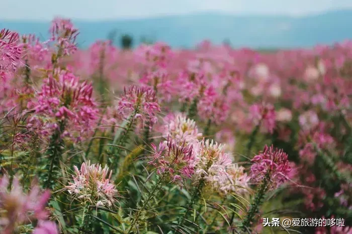 不负春光，送给亲爱的自己一场旅行。