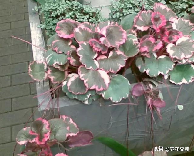 特别耐阴的六种植物,长期养遮阴处也能生长良好