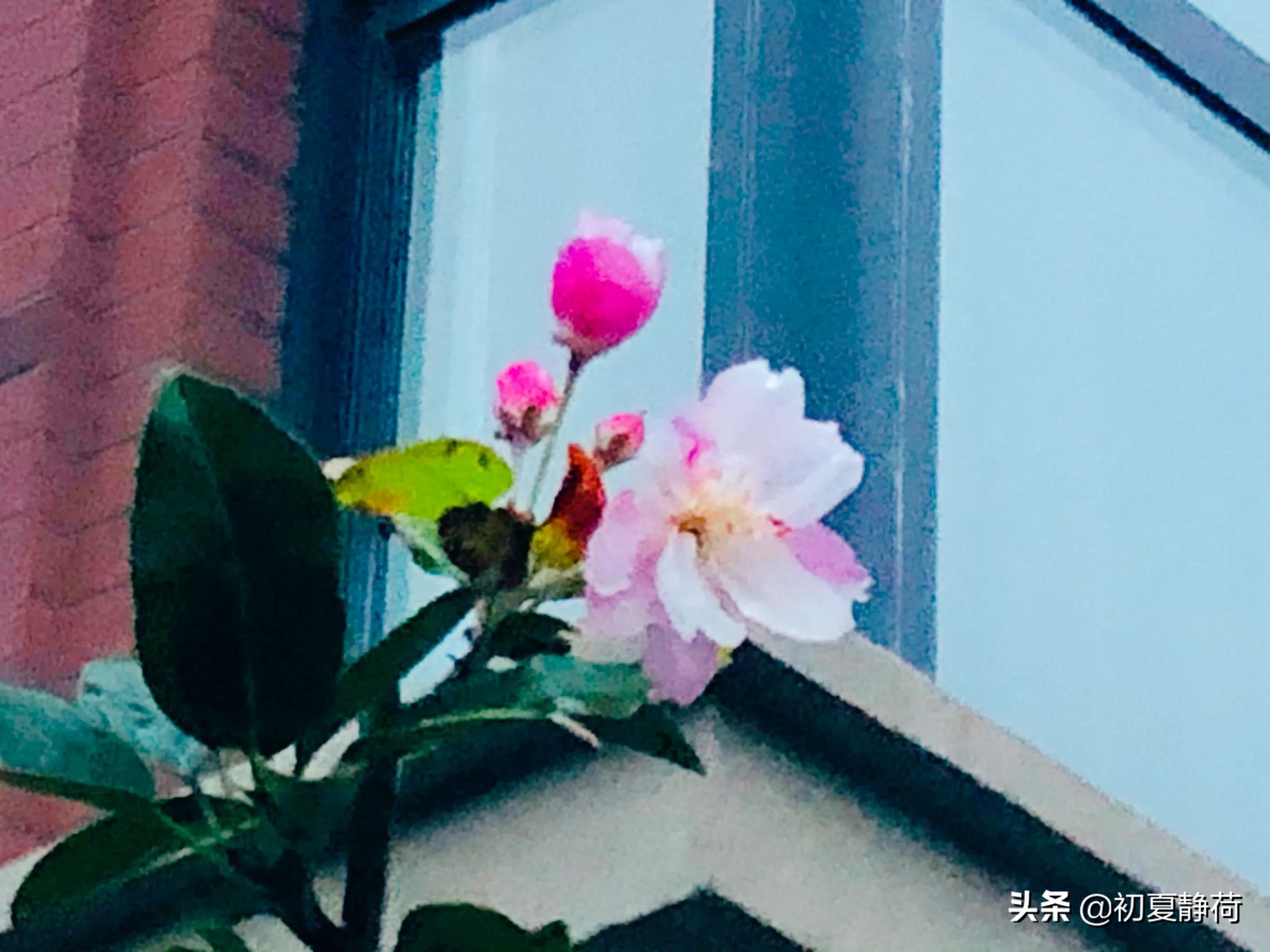 秋雨的深情，都藏在了花中，傍晚随笔