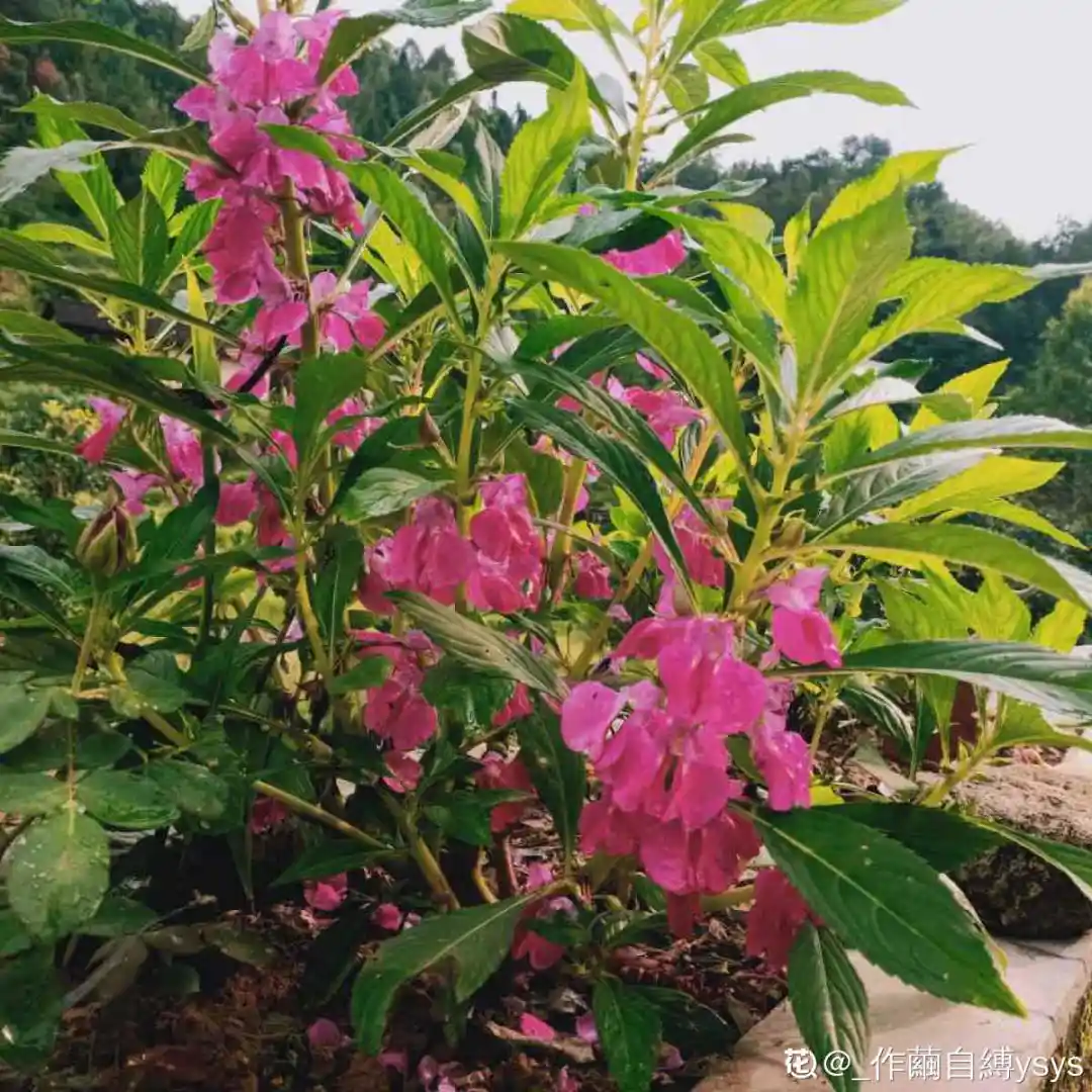 适合养在院子里的6种花，霸气镇宅，40℃也能呼呼开