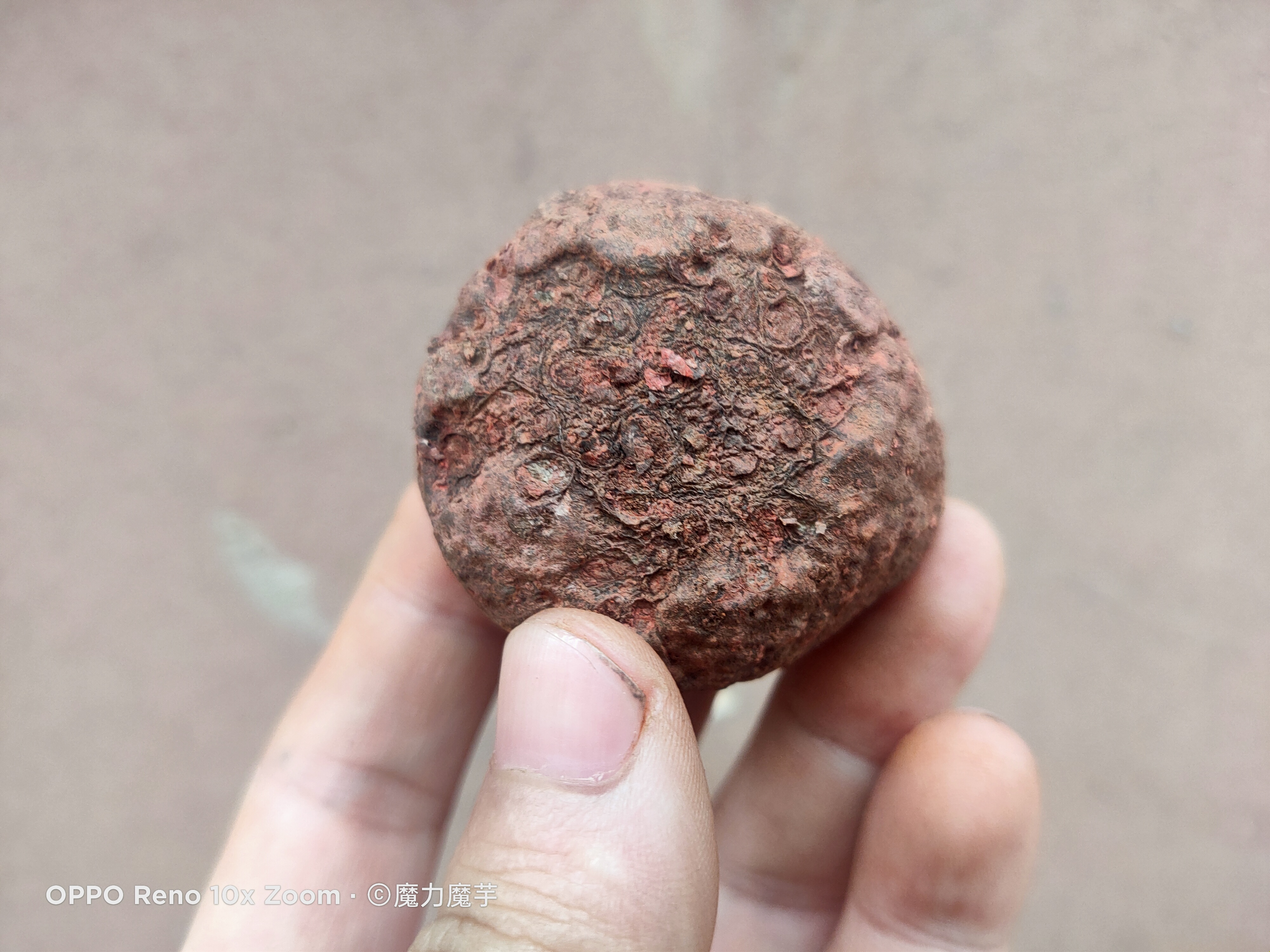 魔芋种子套网袋效果怎么样_有什么好处_ 第5张
