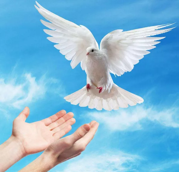 各种盛大活动中,以放飞鸽子,表达人们对和平和友谊的渴望