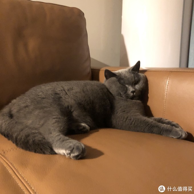 新手养猫指南——养猫一年我花了多少钱？看完我震惊了