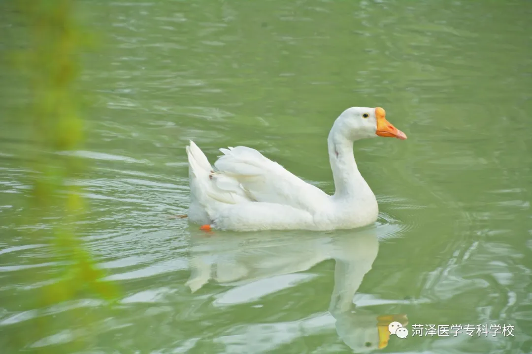 菏泽医学专科学校牡丹，又是姹紫嫣红开遍
